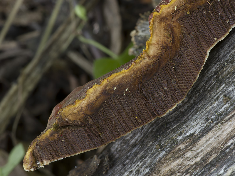 Ganoderma lucidum